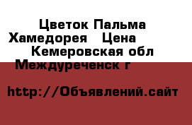 Цветок Пальма Хамедорея › Цена ­ 1 000 - Кемеровская обл., Междуреченск г.  »    